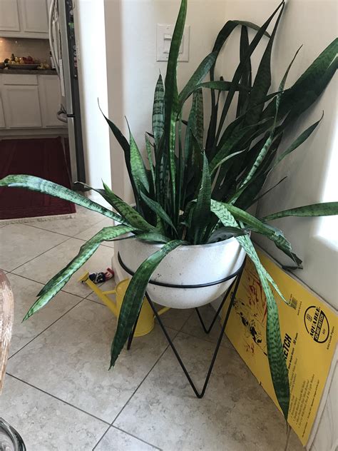 Why Are My Snake Plant Leaves Falling Over? Joy Us Garden Snake