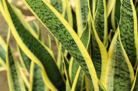 How to Manage Invasive Snake Plants Outdoors Gardener’s Path