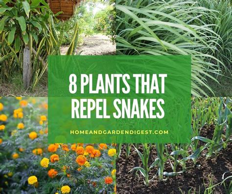 snake and mosquito repellent plants