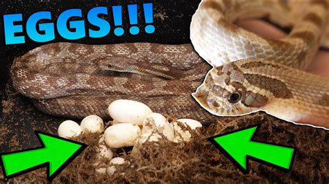 snake discovery easter egg hunt