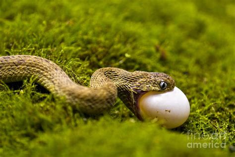 snake discovery egg eating snake