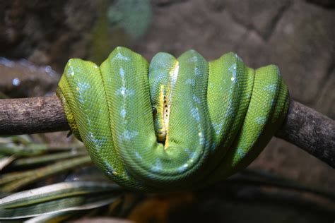 snake discovery minneapolis