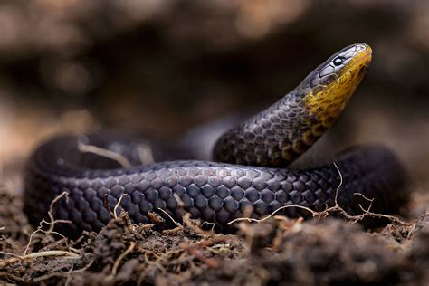 snake discovery newest videos