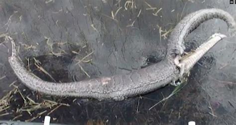 snake eating alligator in florida