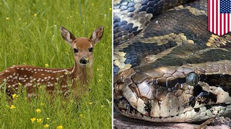 Snake Eats Deer In Florida