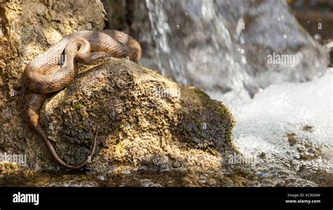 Snake In Waterfall