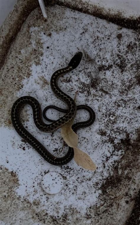 Snake In Window Well