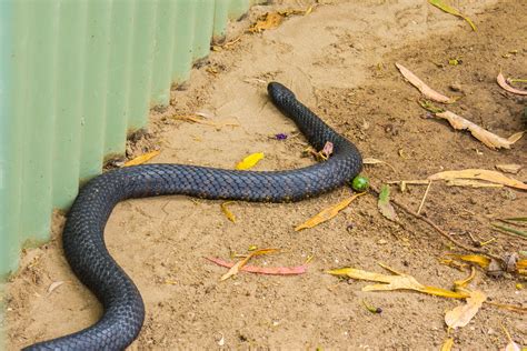 snake pest control near me phone number