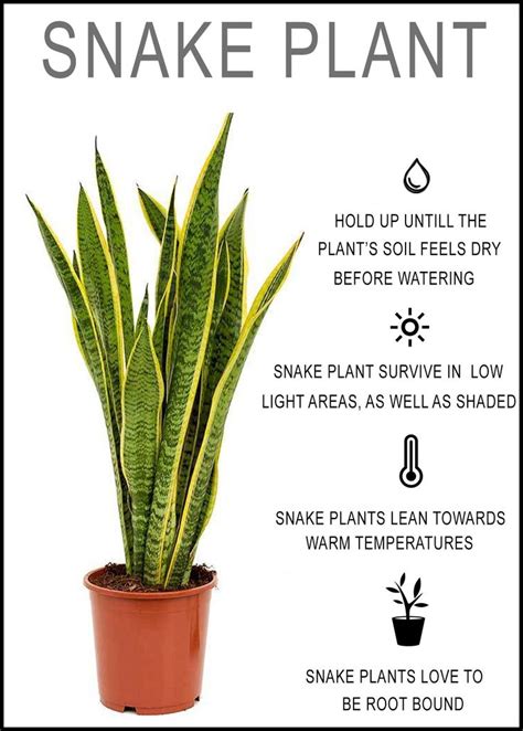 snake plant benefits in tamil