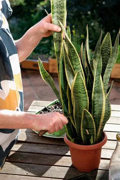 snake plant care indoors