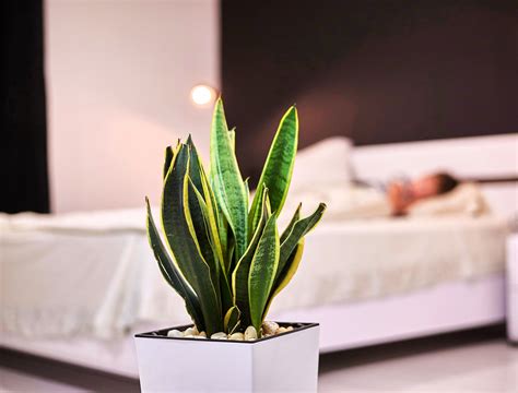 Easy houseplants to keep alive snake plants 