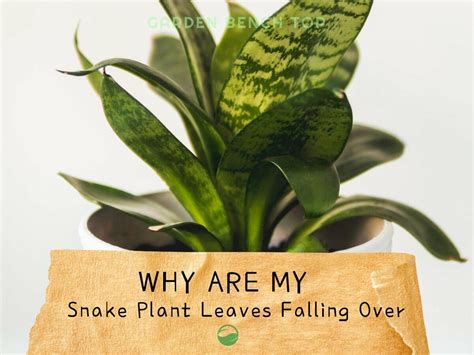 snake plant leaves falling over fix