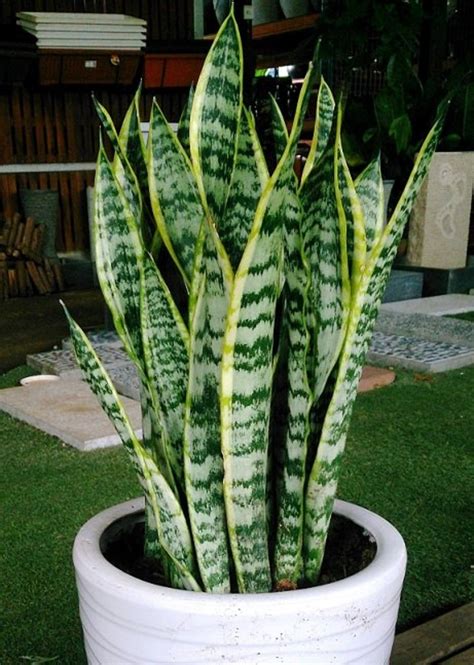 snake plant low light