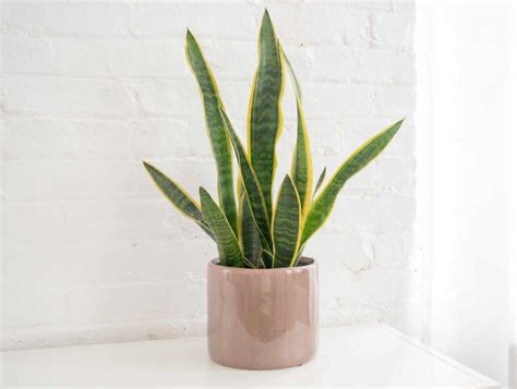 snake plant low temperature