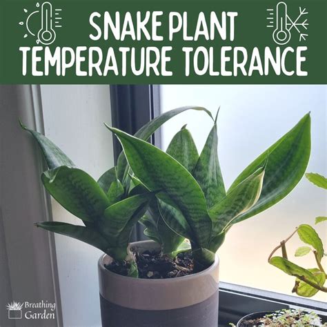 snake plant outside temperature