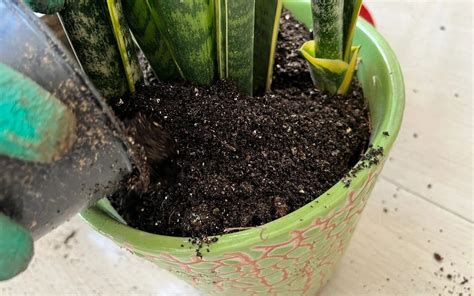 snake plant potting soil