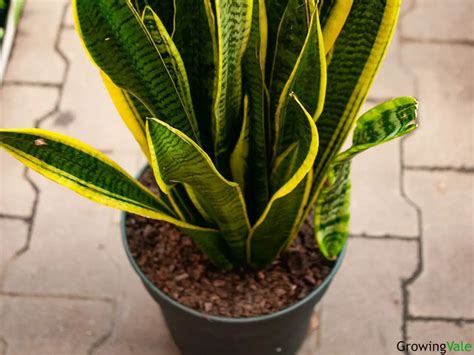 snake plant potting soil type