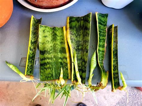 snake plant propagation from leaf