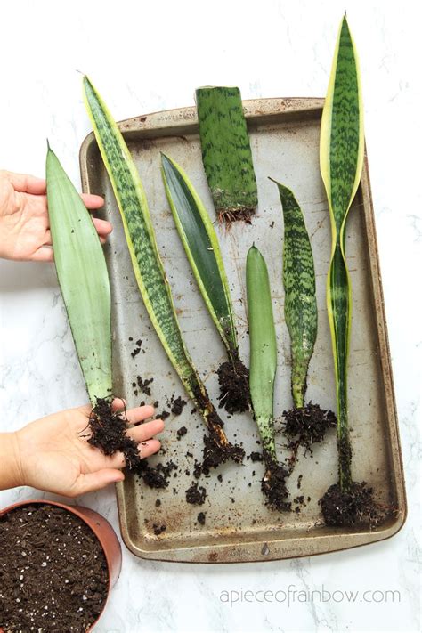 snake plant propagation methods