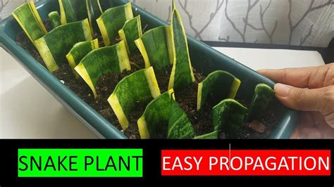 snake plant propagation soil