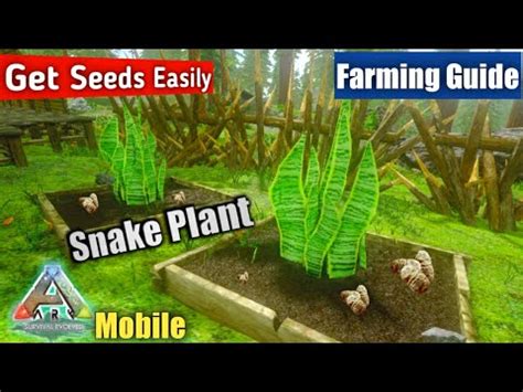 snake plant seeds ark