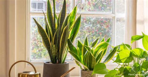 snake plant sunlight requirements