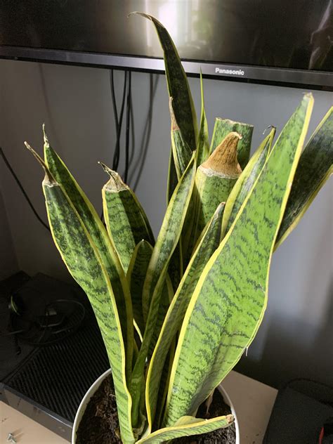 snake plant tips turning brown