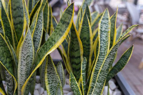 snake plant varieties and care
