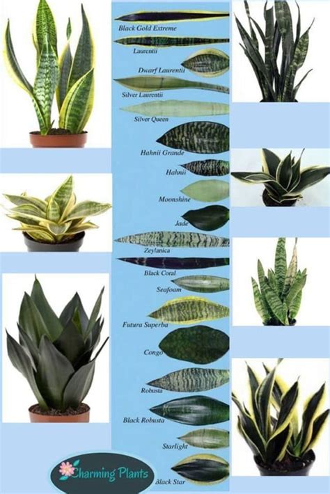 snake plant varieties chart
