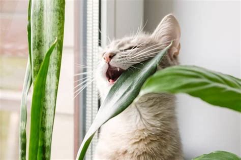snake plants and pets