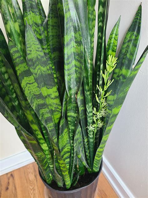 snake plants indoors care