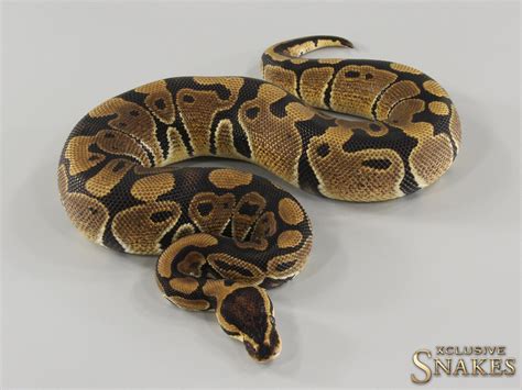 Snake Price Ball Python