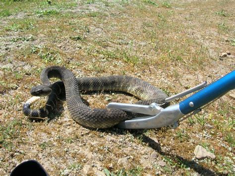 snake removal in my area