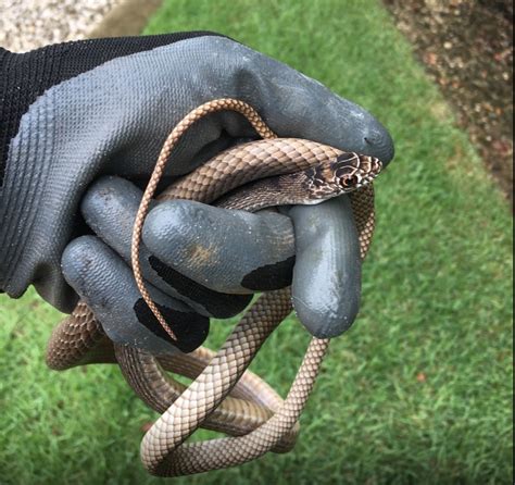 snake removal near me cost