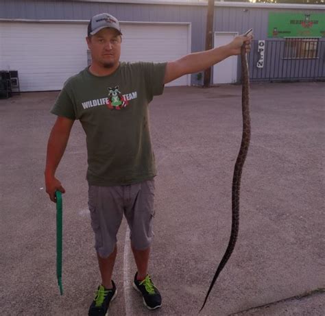 snake removal services near me cost