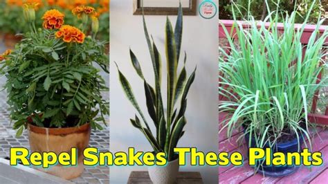 snake repellent plants in tamil