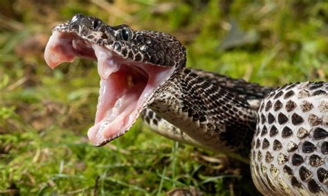 snake venom in medicine