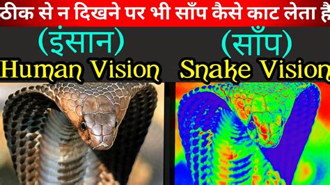 Snake Vision Meaning