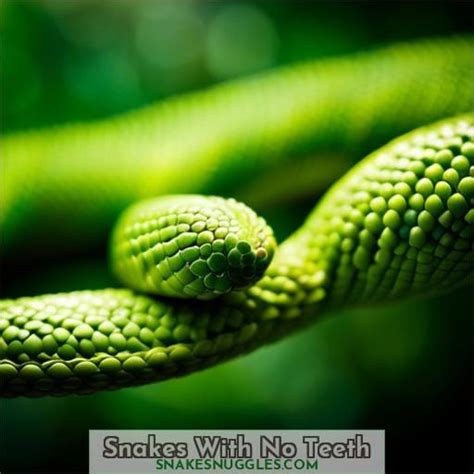 snake with no teeth