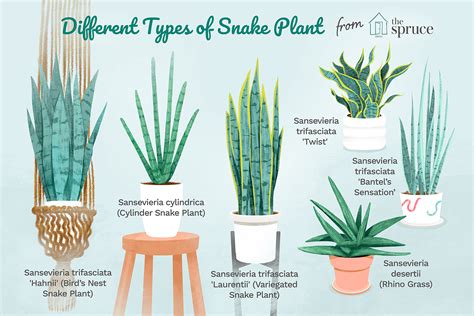 Snake.plant Names