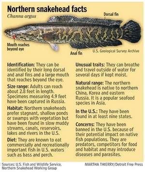 snakehead fish facts