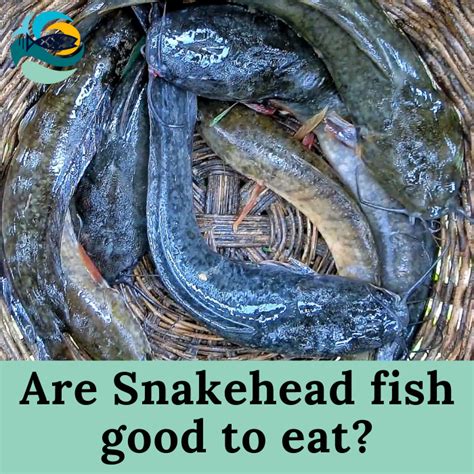 snakehead fish good to eat