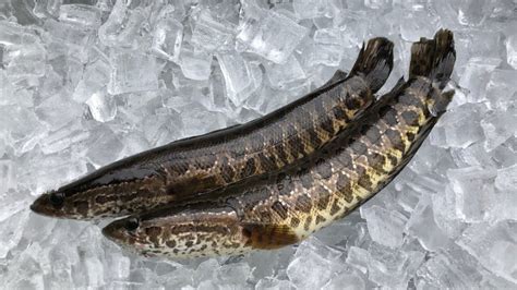 snakehead fish nutrition facts