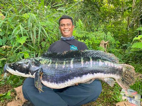 Snakehead Record Fish