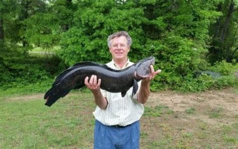 Snakehead Record In Va