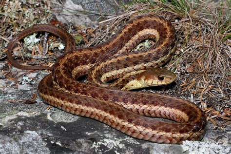 Garter Snake Nova Scotia Wilds