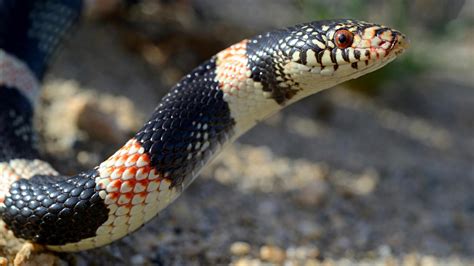 snakes in colorado mountains