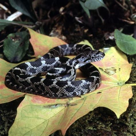 snakes in ohio