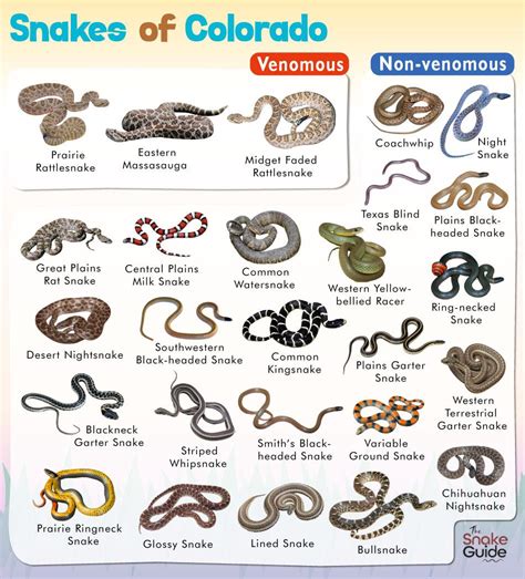 Snakes Of Colorado Identification