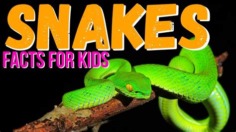 snakes on youtube for kids